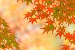 紅葉,またね